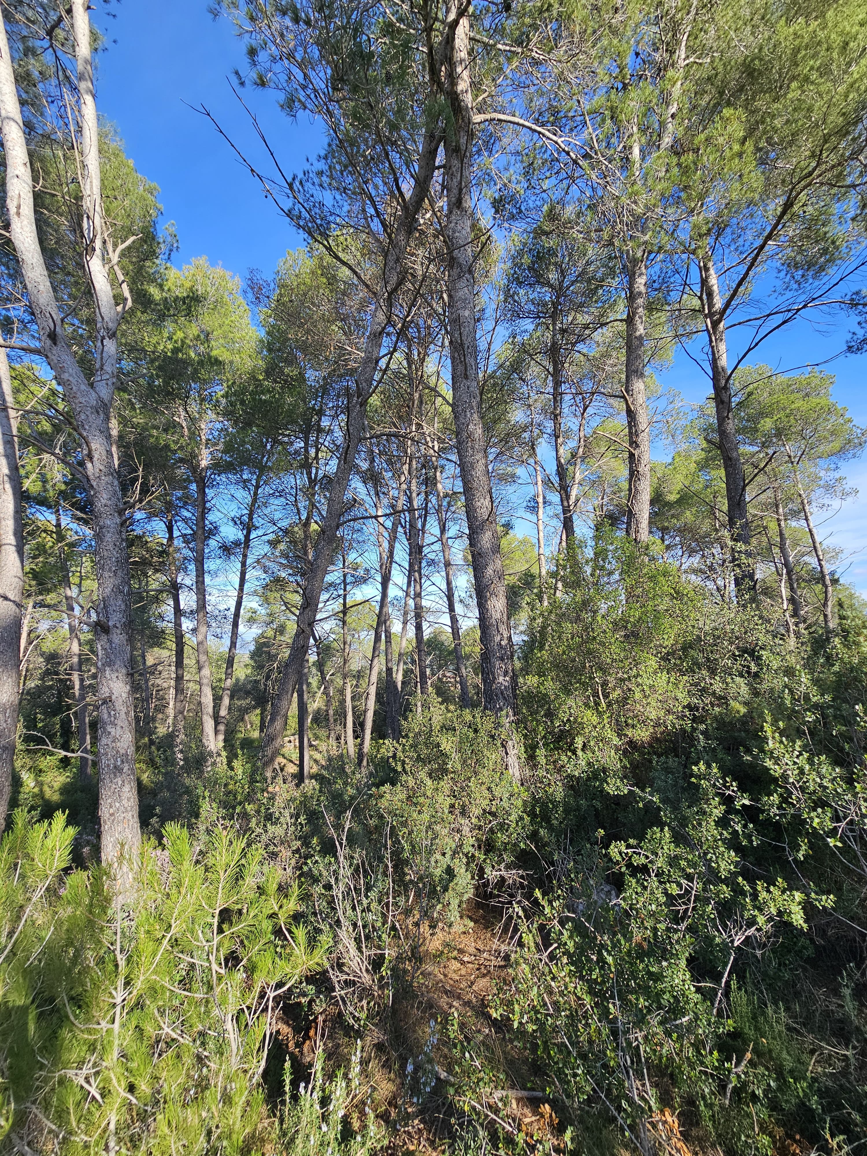 Imatge de Solar urbà al Castell de Cabrera: una oportunitat única