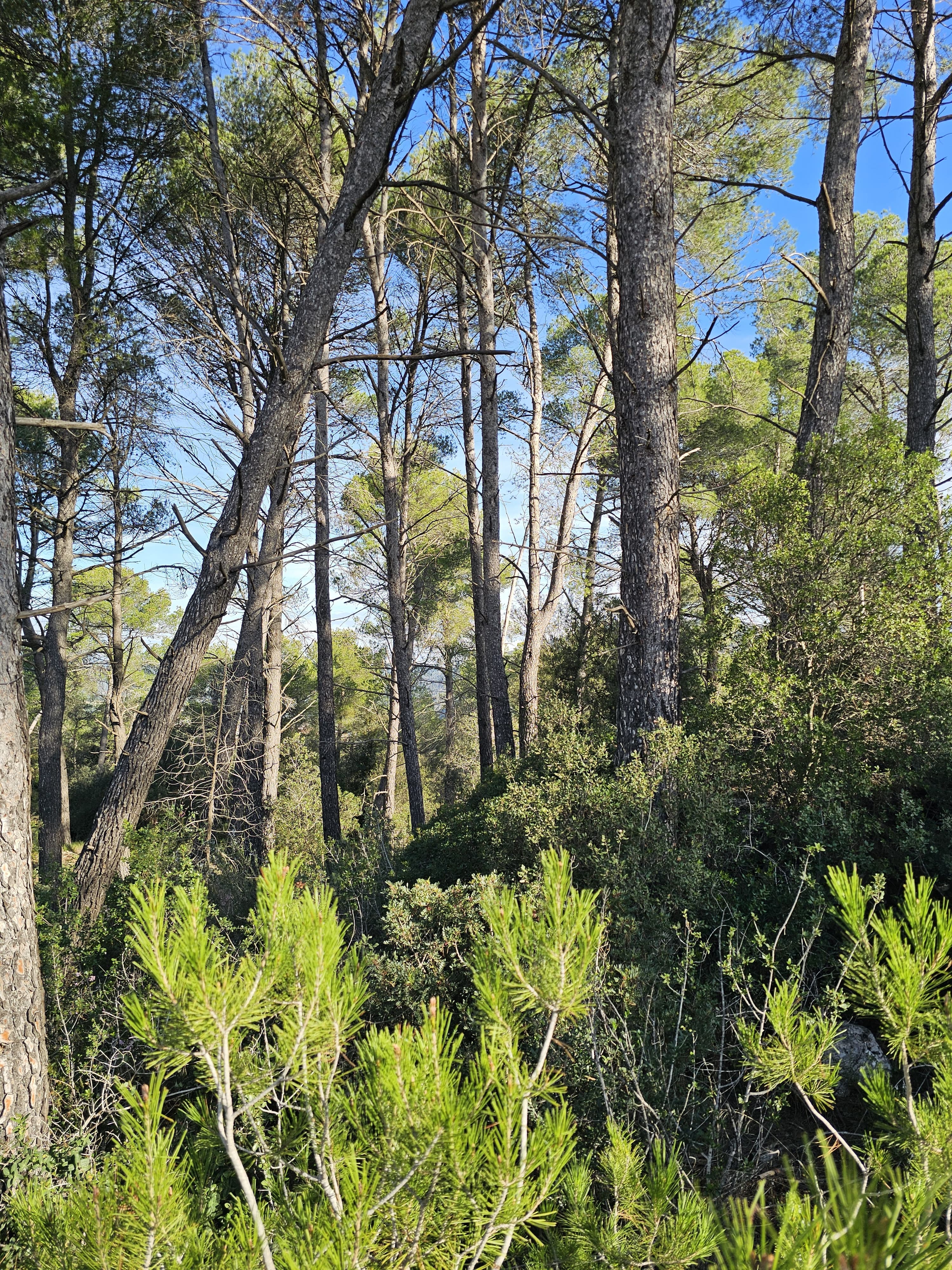 Imatge de Solar urbà al Castell de Cabrera: una oportunitat única